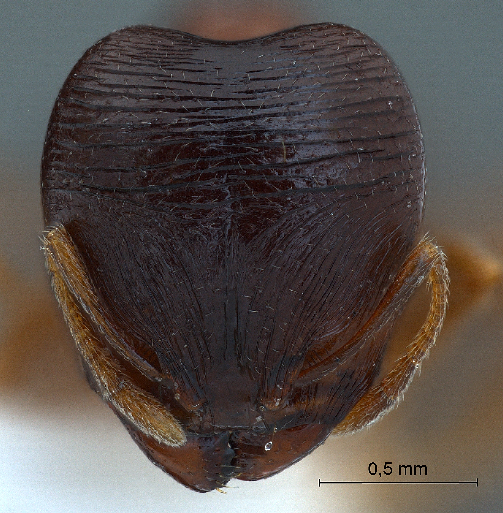 Pheidologeton pygmaeus major frontal