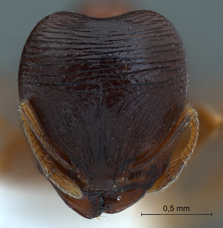 Pheidologeton pygmaeus major frontal