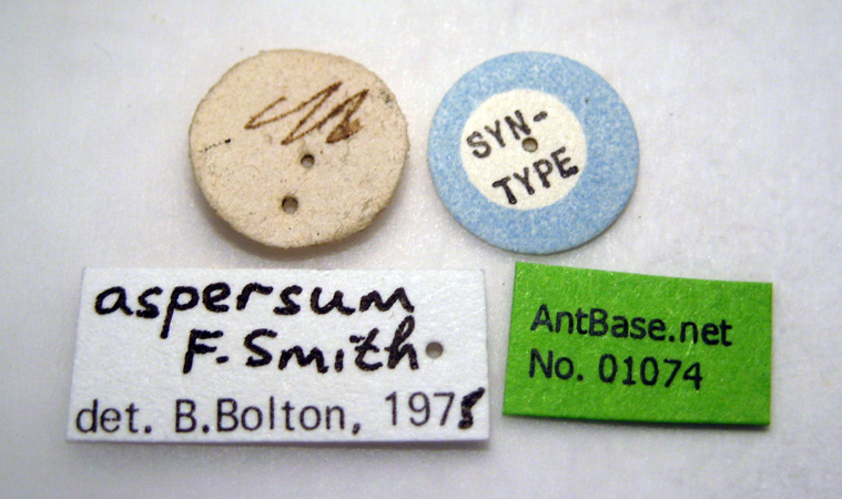Tetramorium aspersum label