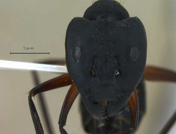 Camponotus compressus frontal