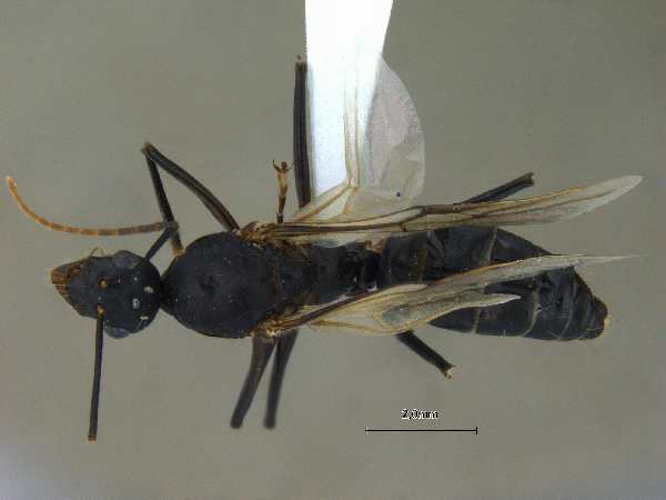 Camponotus compressus male dorsal