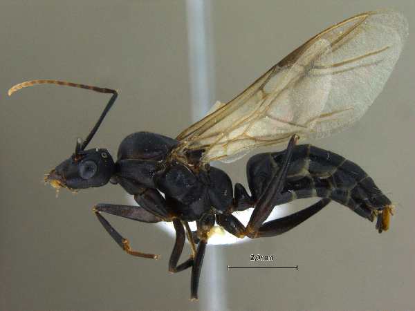 Camponotus compressus male lateral