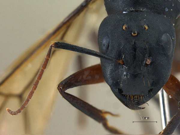 Camponotus compressus queen frontal