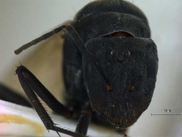 Camponotus mitis queen frontal