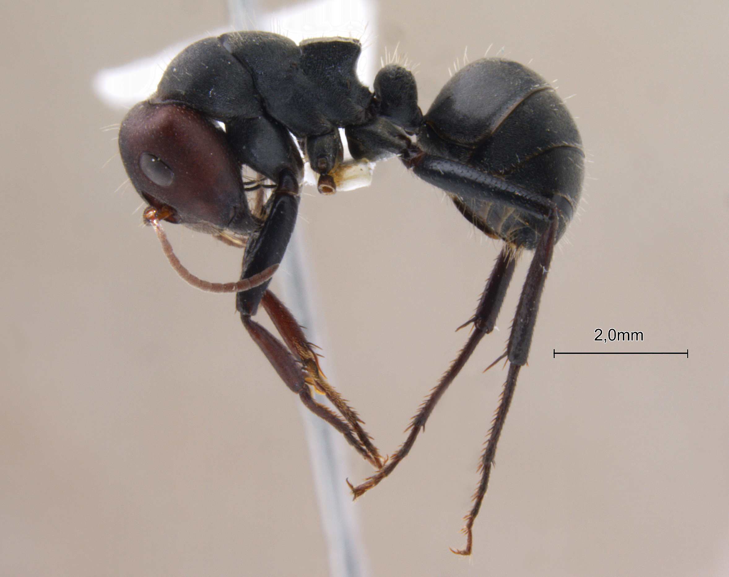 Camponotus opaciventris lateral