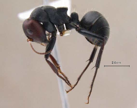 Camponotus opaciventris lateral