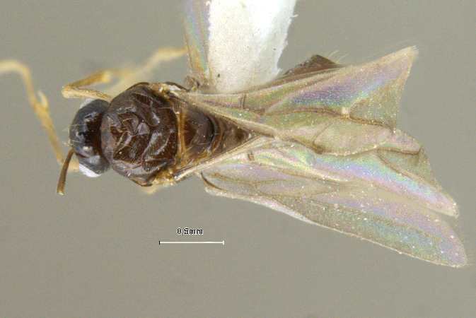 Lepisiota modesta male dorsal