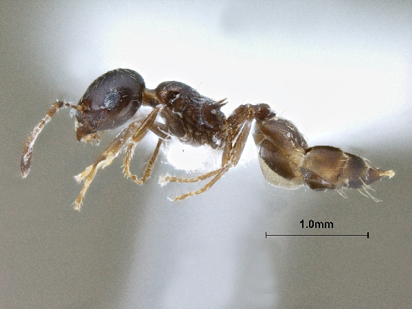 Crematogaster sp lateral