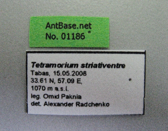 Tetramorium striativentre label