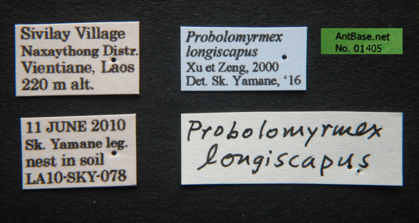 Probolomyrmex longiscapus label