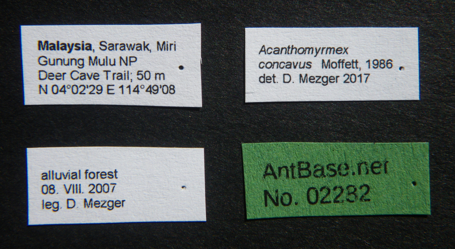 Acanthomyrmex concavus major label