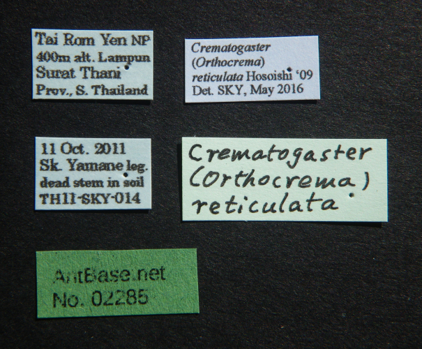 Crematogaster reticulata label