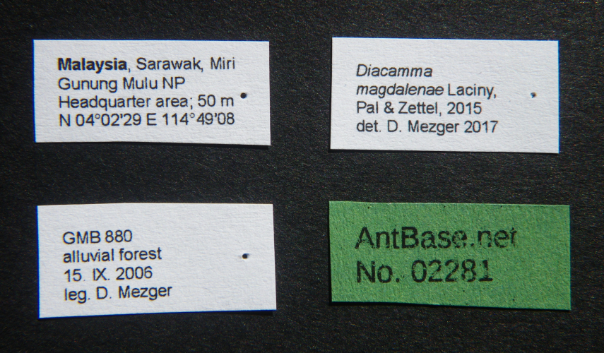 Diacamma magdalenae label
