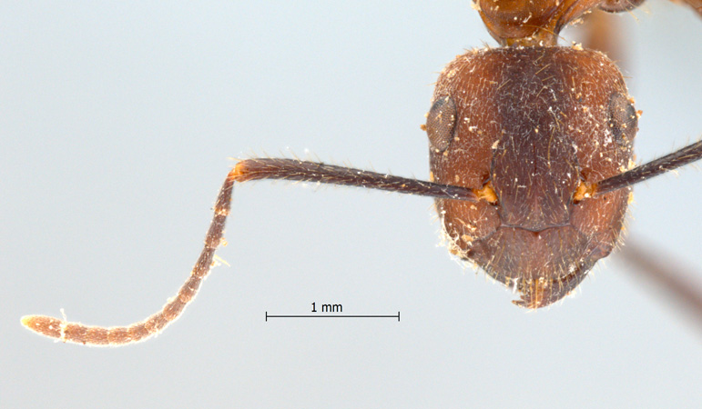Camponotus misturus frontal