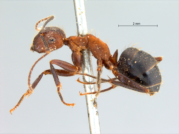 Camponotus misturus lateral