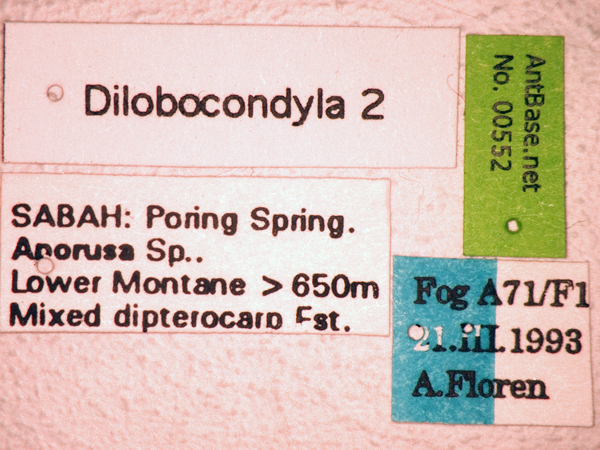 Dilobocondyla 2 label