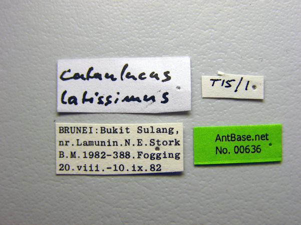 Cataulacus latissimus label