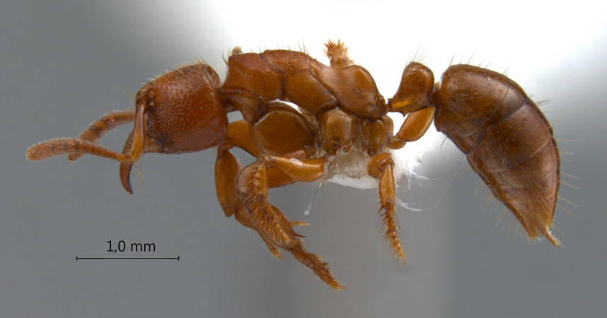 Centromyrmex feae lateral
