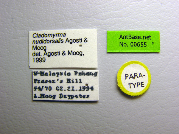 Cladomyrma nudidorsalis label