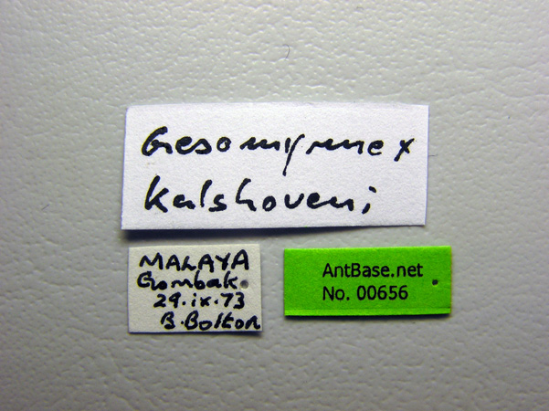 Gesomyrmex kalshoveni label