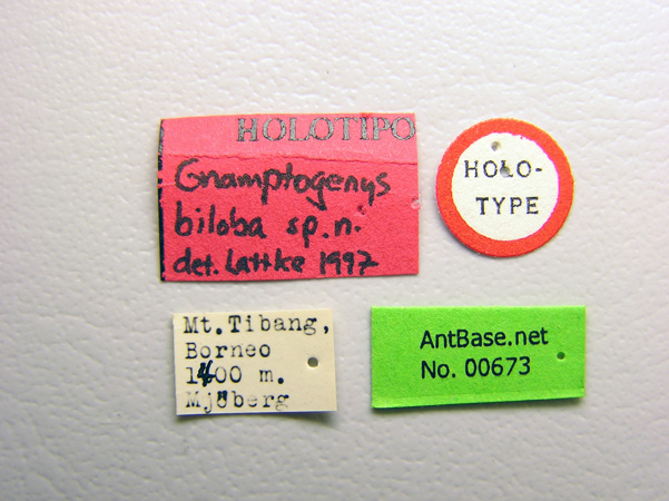 Gnamptogenys biloba label