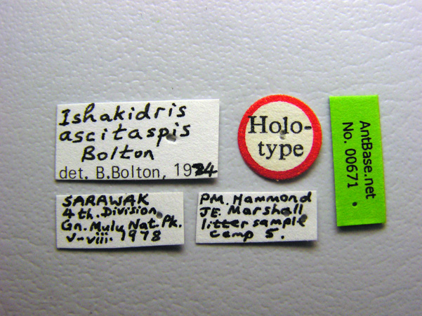 Ishakidris ascitaspis label