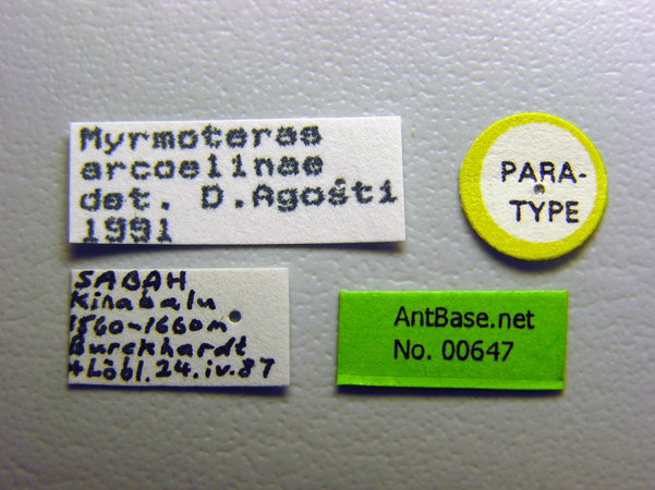 Myrmoteras arcoelinae label