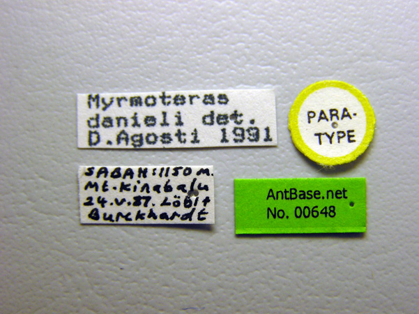 Myrmoteras danieli label