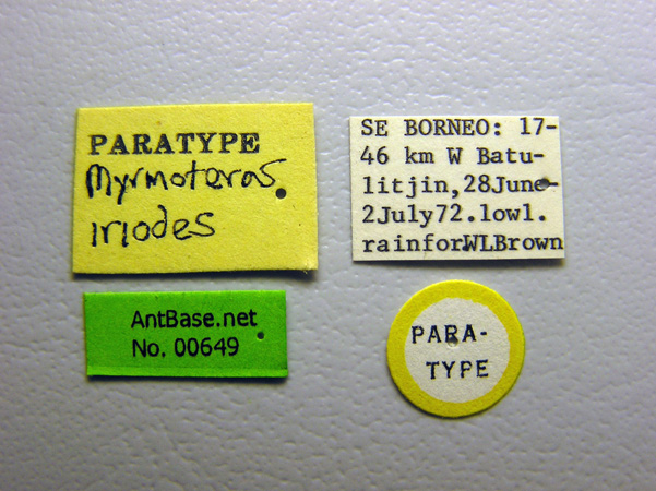Myrmoteras iriodum label