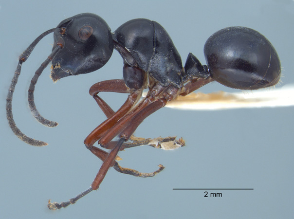 Polyrhachis laevissima worker lateral