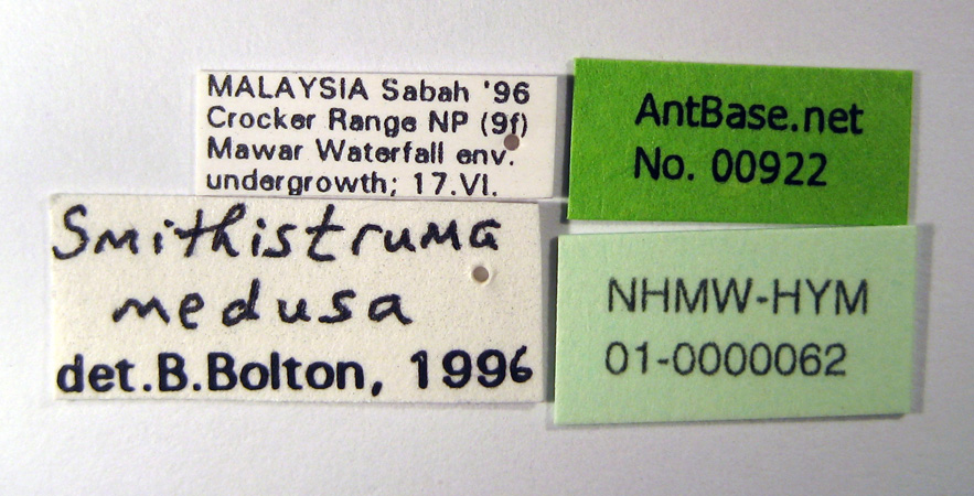 Strumigenys medusa label