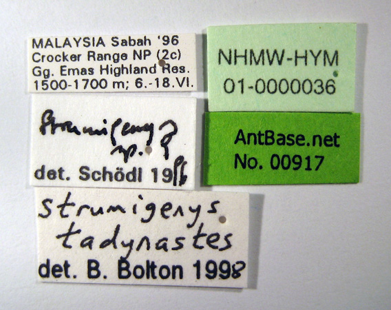 Strumigenys tadynastes label
