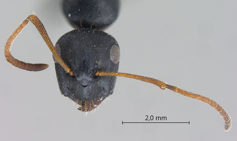 Camponotus gestroi frontal