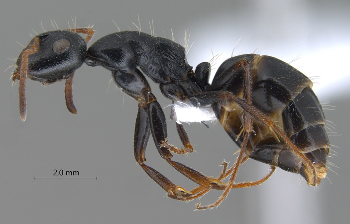 Camponotus gestroi lateral