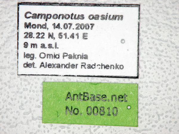 Camponotus oasium label