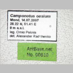 Camponotus oasium Forel, 1890 label