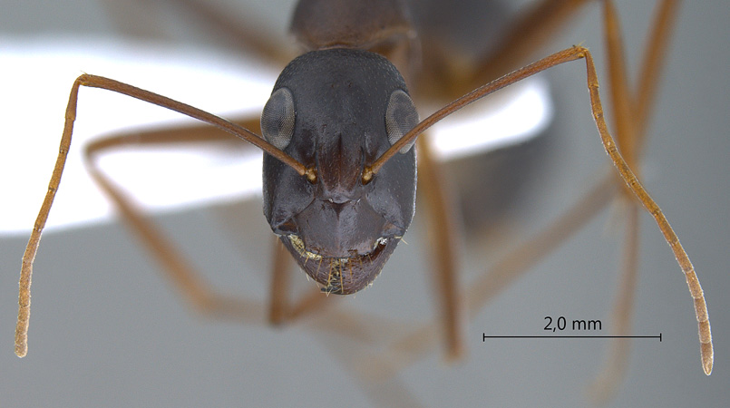 Camponotus xerxes frontal