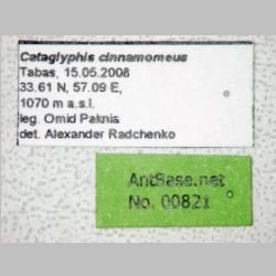 Cataglyphis cinnamomeus Karavaiev, 1910 label
