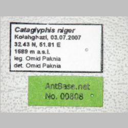 Cataglyphis niger André, 1881 label