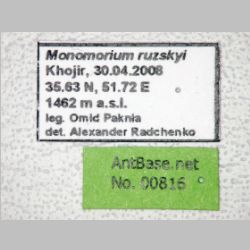 Monomorium ruzskyi Dlussky & Zabelin, 1985 label