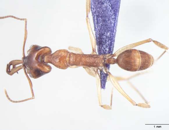 Anochetus risii dorsal