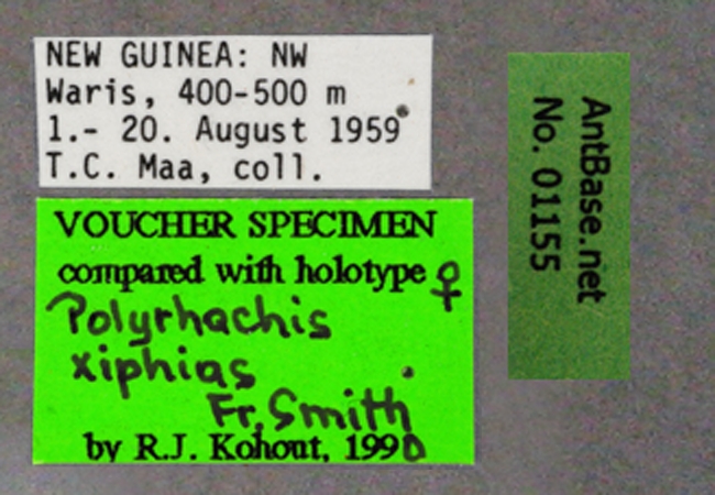Polyrhachis xiphias queen label