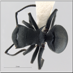 Polyrhachis cryptoceroides  Emery, 1887