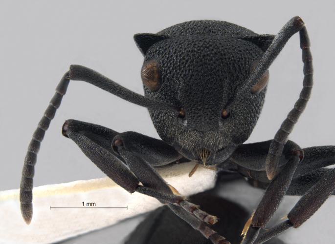 Polyrhachis cryptoceroides frontal