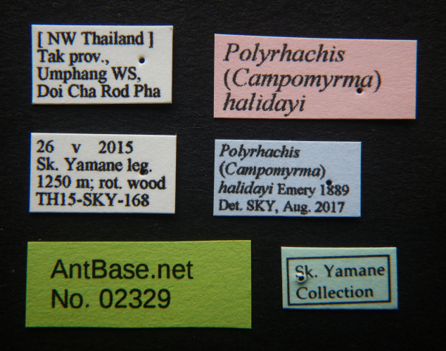 Polyrhachis halidayi label