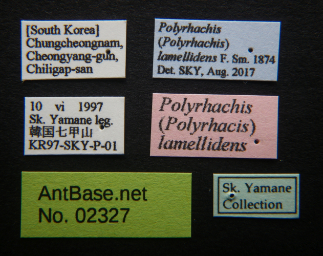 Polyrhachis lamellidens label