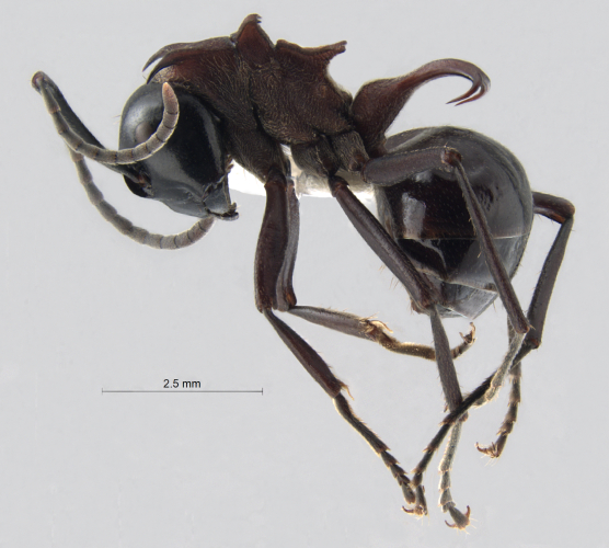  Polyrhachis lamellidens lateral