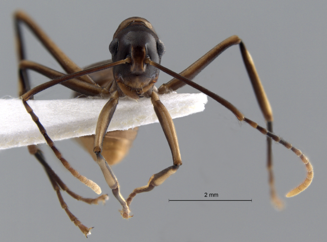 Polyrhachis schang frontal