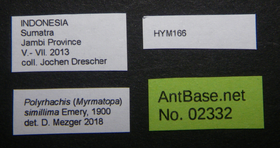 Polyrhachis simillima label