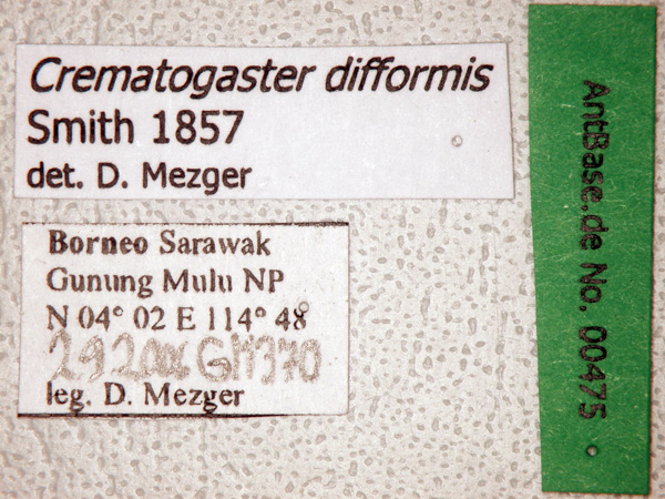 Crematogaster difformis label